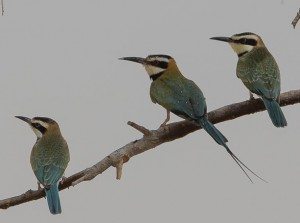 bee eaters
