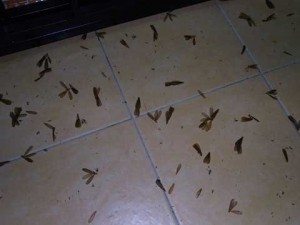 flying-termite-swarm-floor
