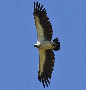 cape-vulture
